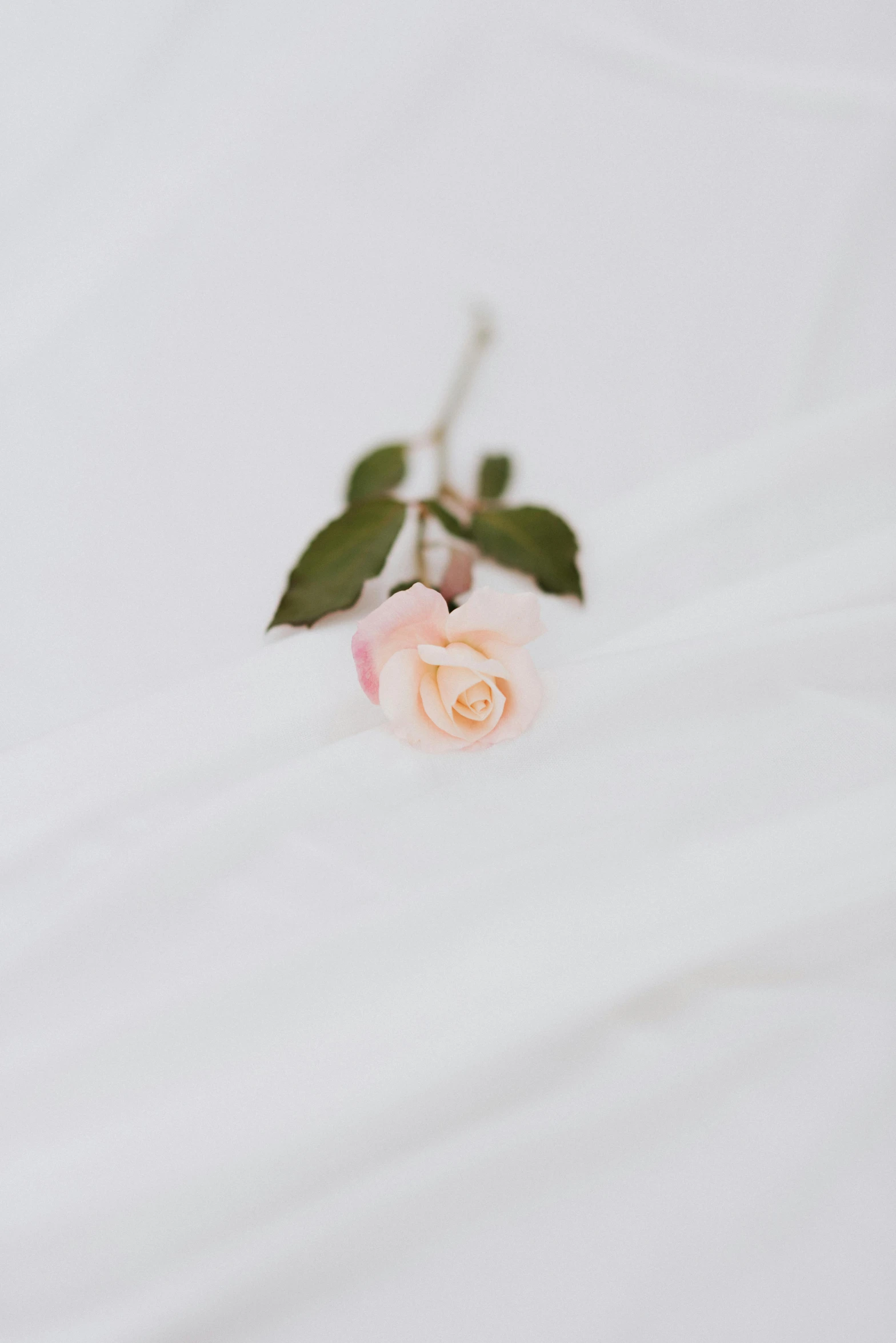 a single pink rose on white blanket