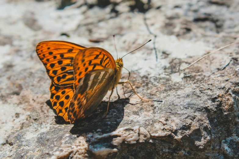 a brown and black erfly is sitting on a rock