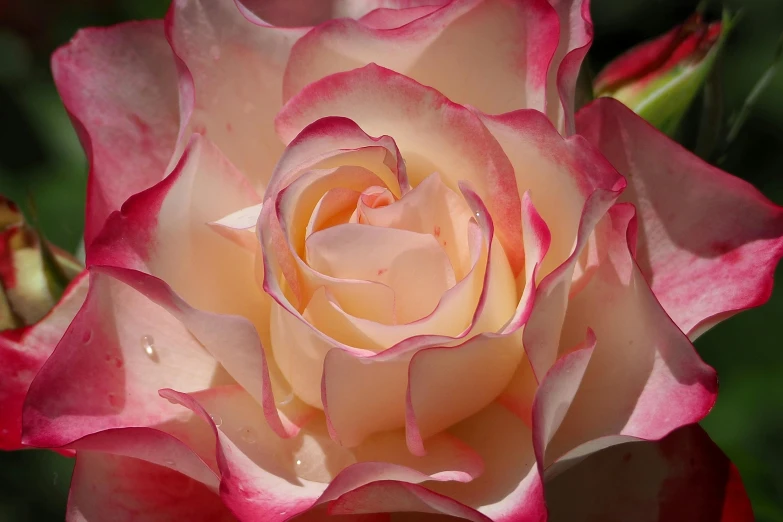 a large pink and white rose with water drops