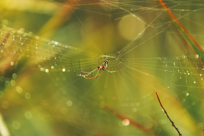 the spider is waiting on its web on the grass