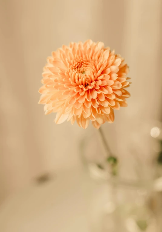 a pink flower on a glass table top