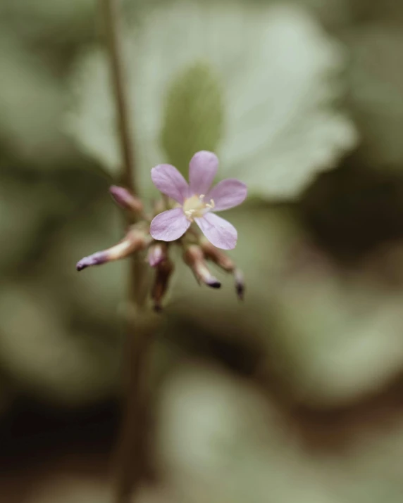 a small pink flower in front of leaves