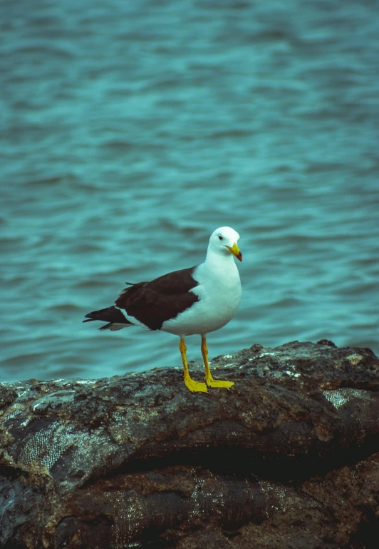 a bird with yellow legs on a rock next to water