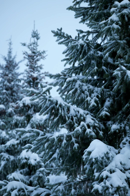 many trees are covered with snow on a snowy day