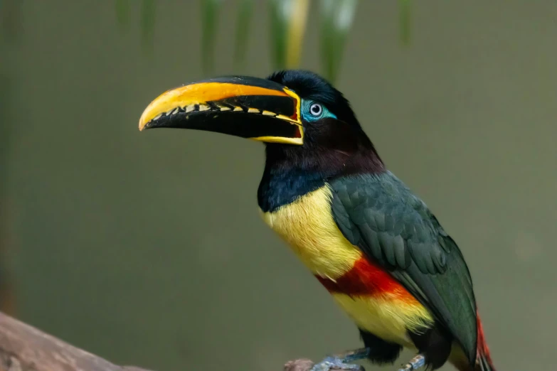 a colorful bird sitting on top of a tree nch