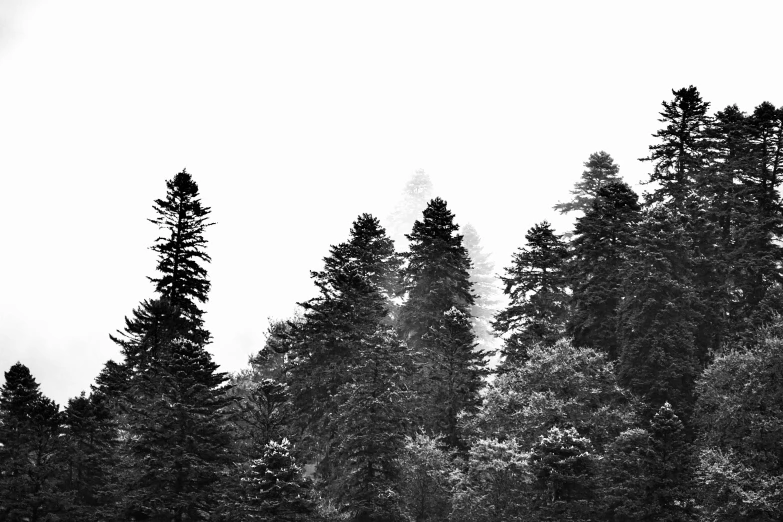 a black and white picture of some trees in the fog