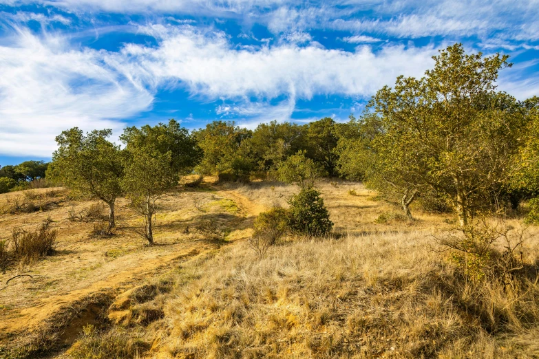 there is a small group of trees in a grassy field