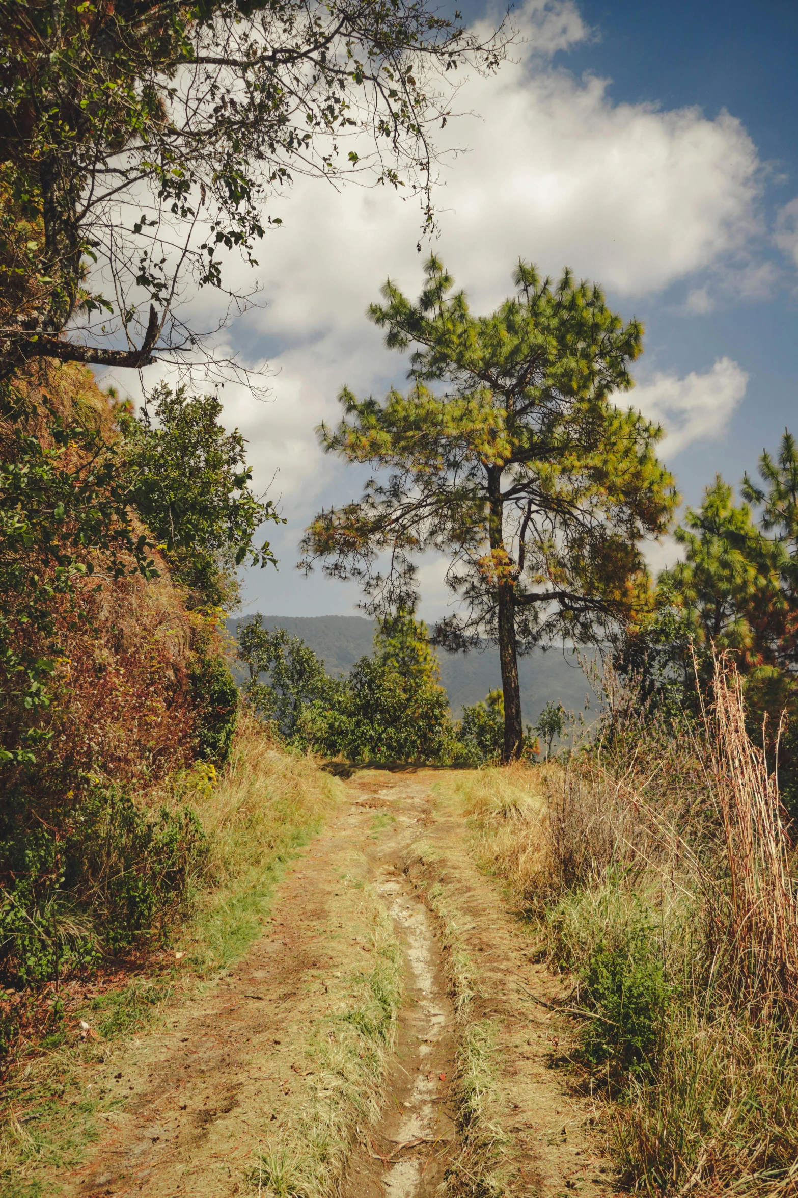 there is a dirt road that has trees on both sides