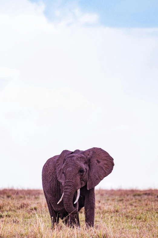 the single elephant is standing on the grassy field