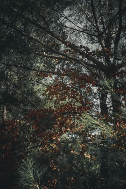 a lone bench is set in front of trees and leaves