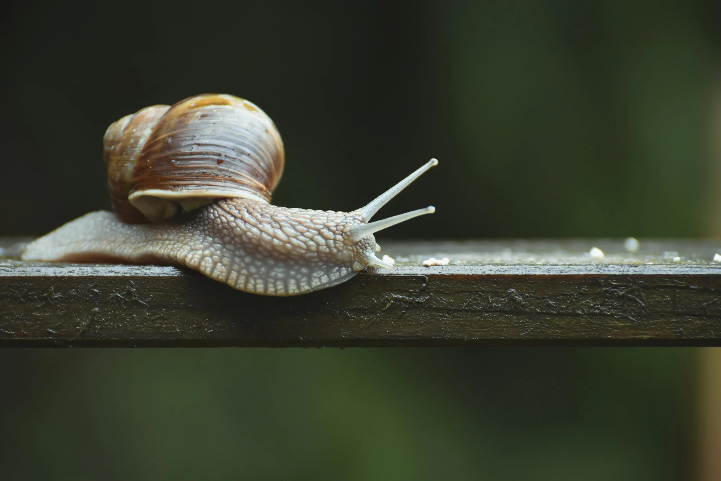 there is a snail that is sitting on the side of the bench