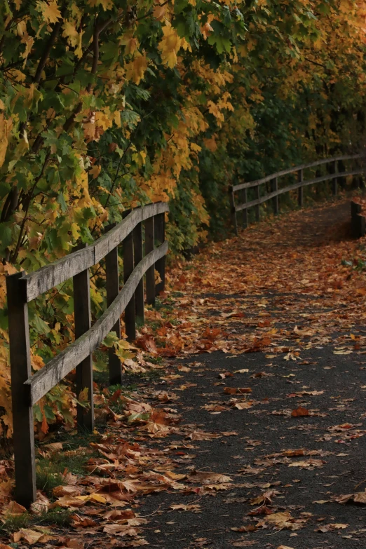 the path through the park is covered with leaves