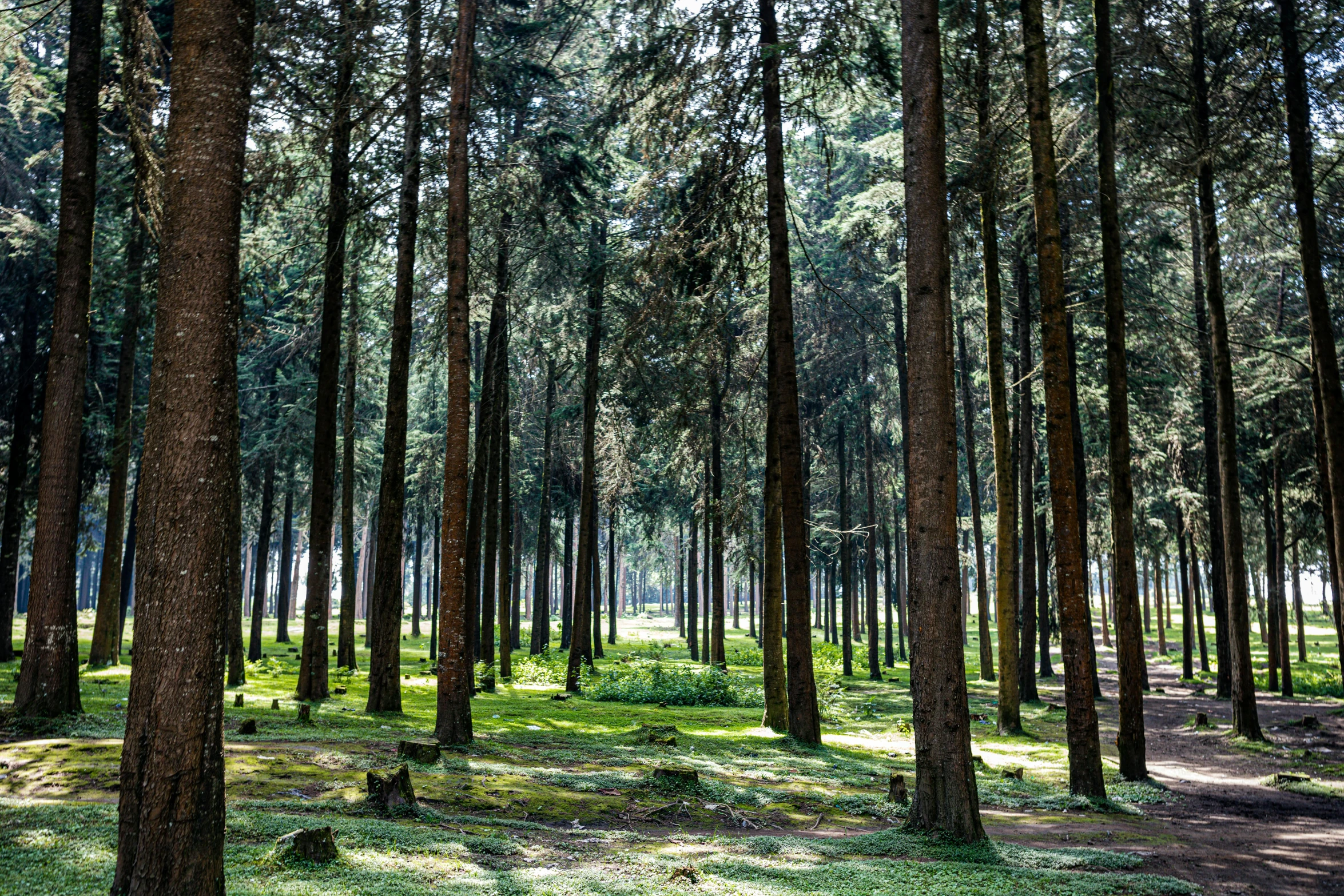 an area covered with lots of tall trees