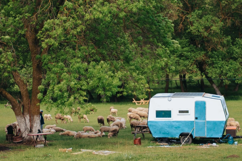 a group of animals are gathered around a trailer