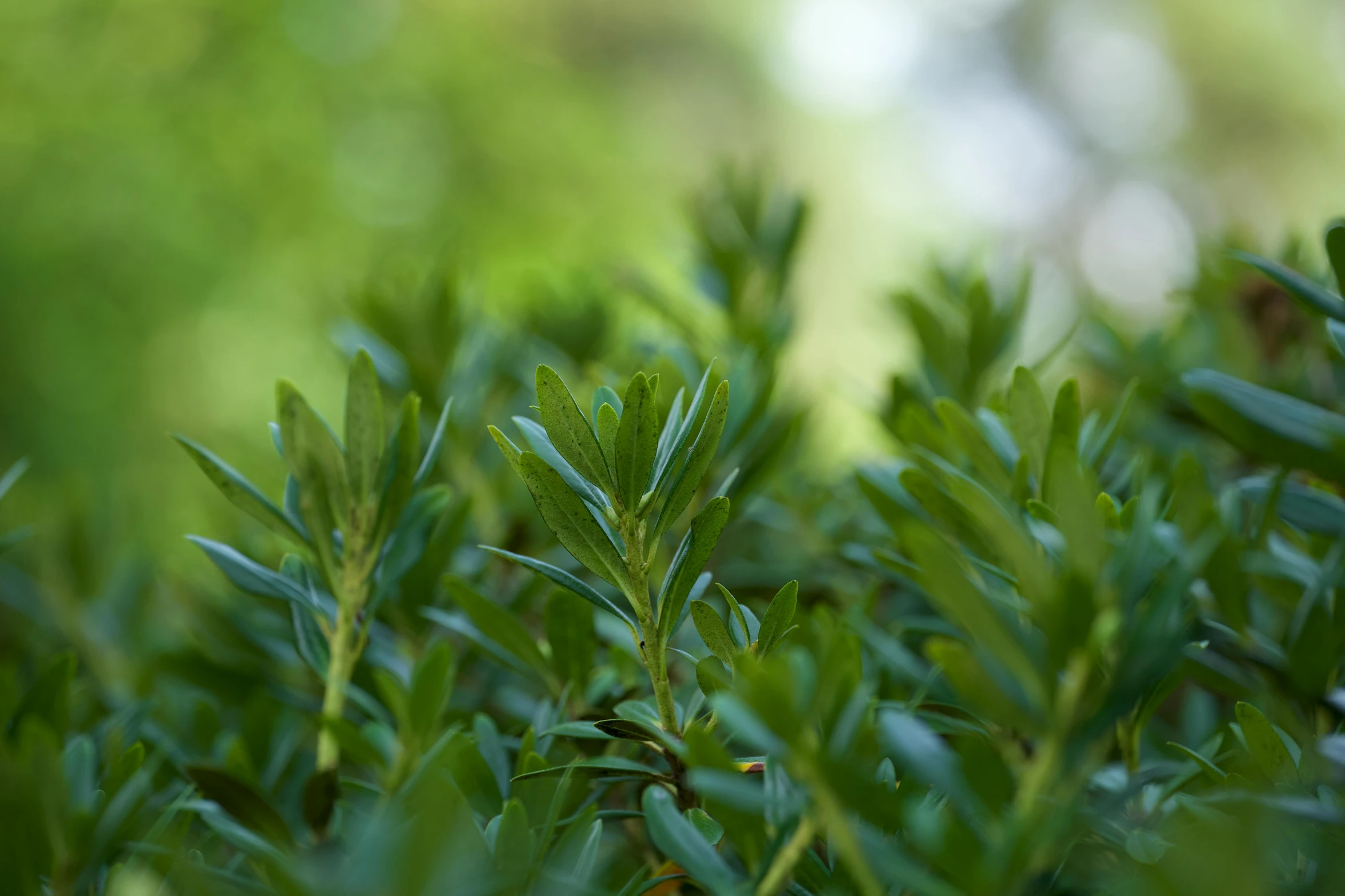 some green trees with leaves in a forest