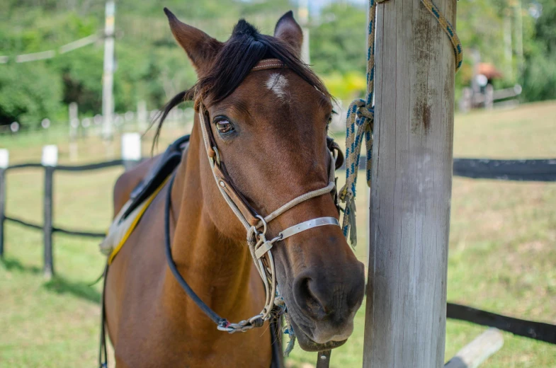 horse standing on the field by a fence