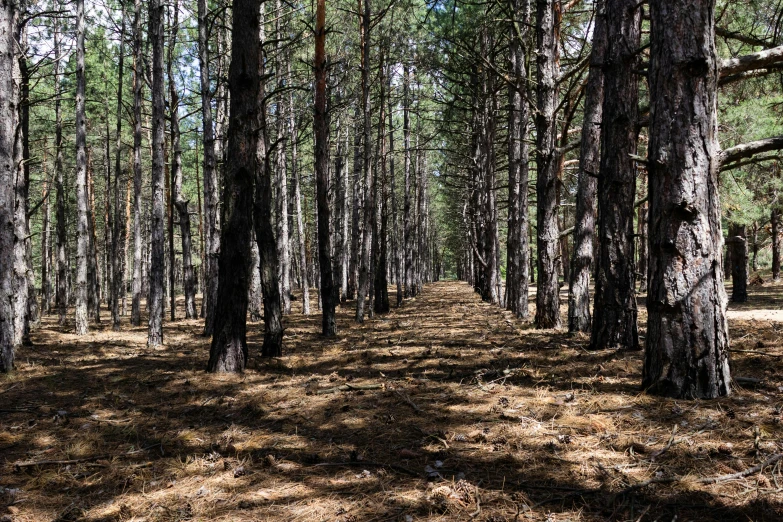 a group of trees stand alone in the woods