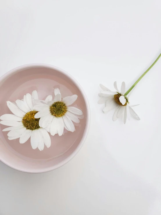 three daisies sit in a pink bowl on top of a white table