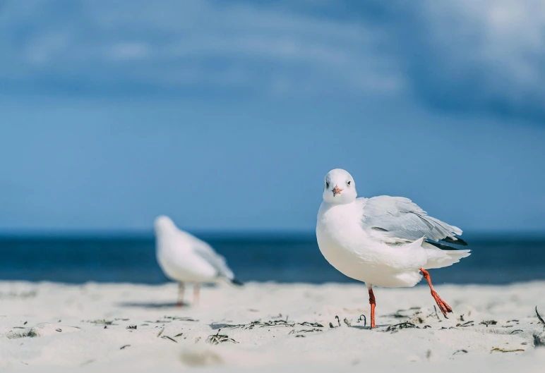 two white seagulls stand on the sandy shore