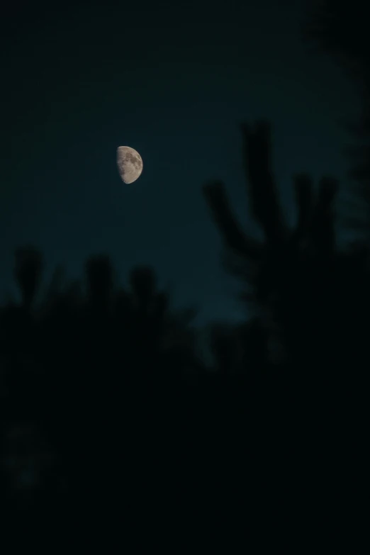 a full moon in the night sky with tree silhouettes