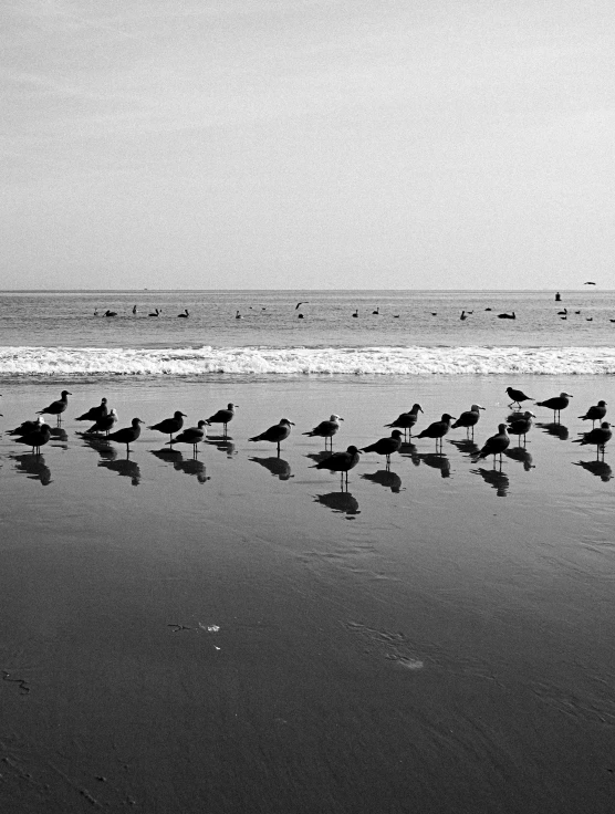 a flock of birds standing on top of a beach next to the ocean