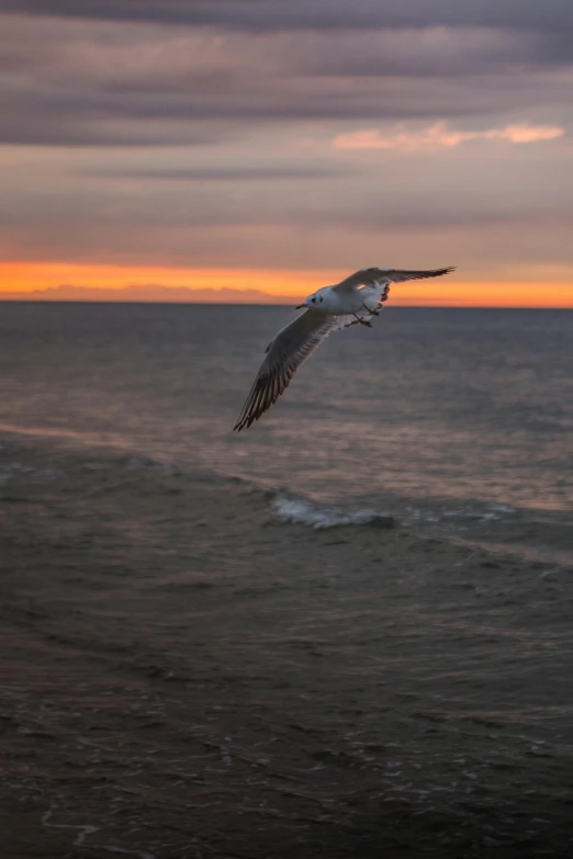 seagull flying over the ocean during a cloudy sunset