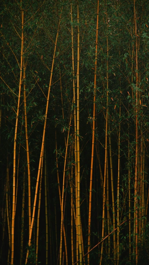 a grove of thin trees are standing in the grass