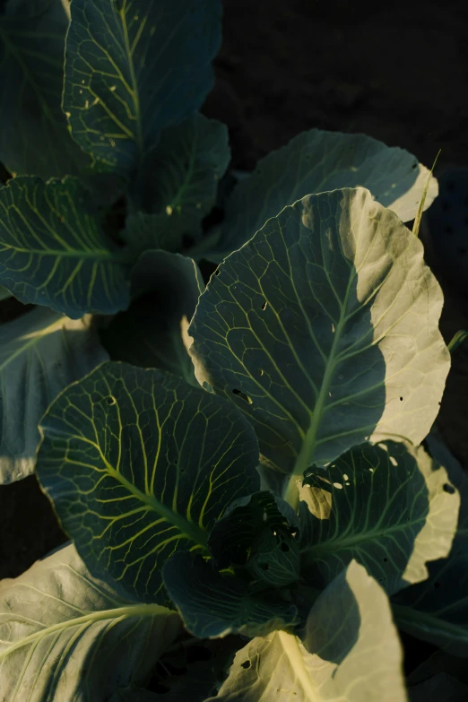 green plants have dark leaves with bright sun light