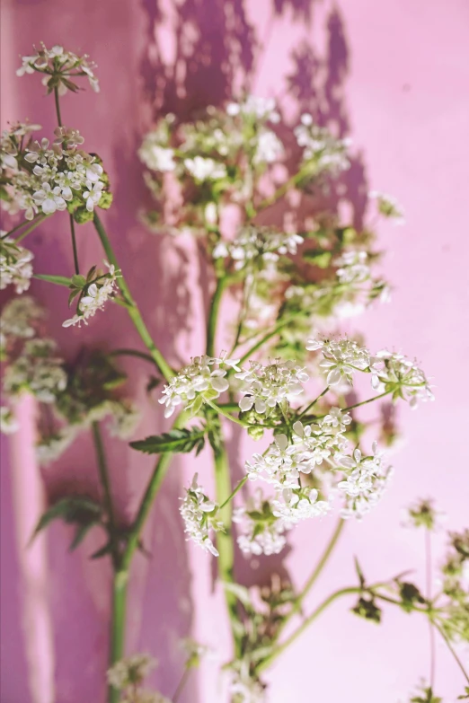 a vase filled with white flowers against a pink wall