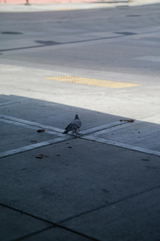 a small bird sitting on top of a sidewalk near a sidewalk