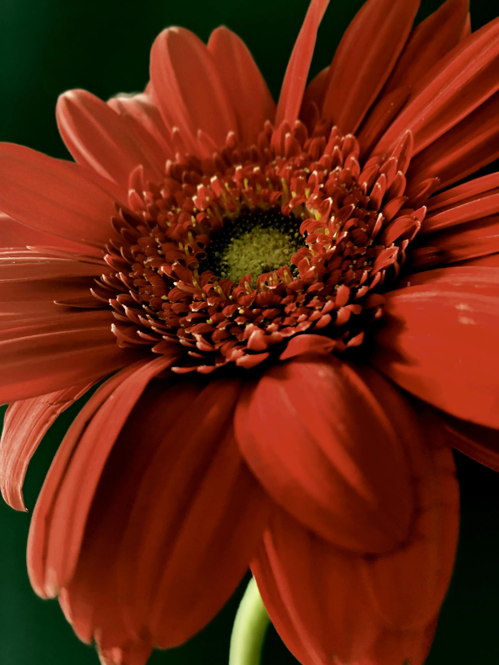 a red flower sitting on top of a green stalk