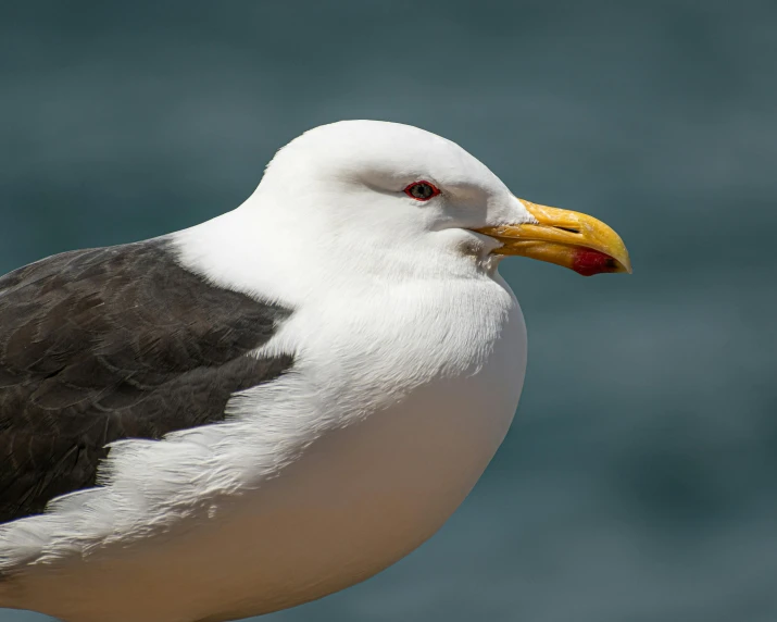 a bird with a yellow beak standing on a nch