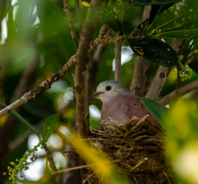 a bird is perched in a tree on a nest