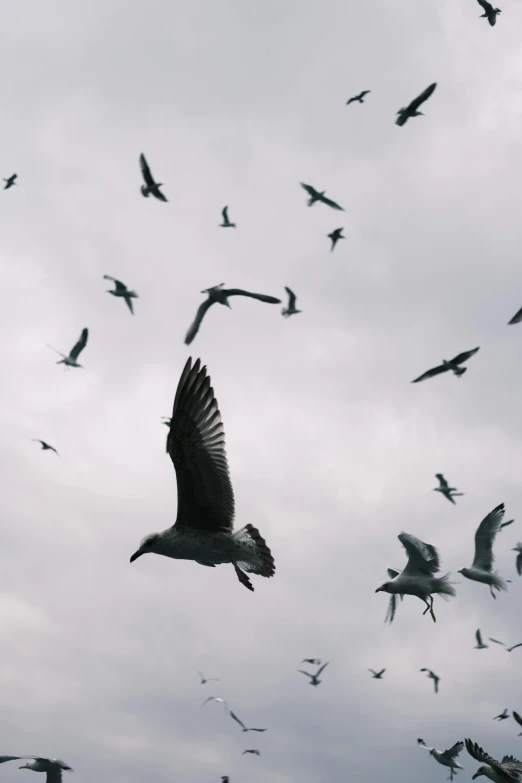 the birds are in formation in the sky