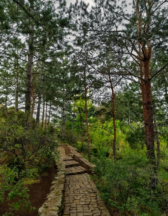 brick path through forest with umbrella over head