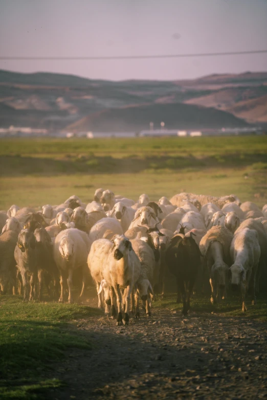 sheep in an open field, grazing with hills in the distance