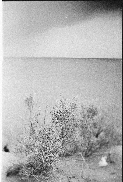 an black and white image of a single bush in front of the ocean