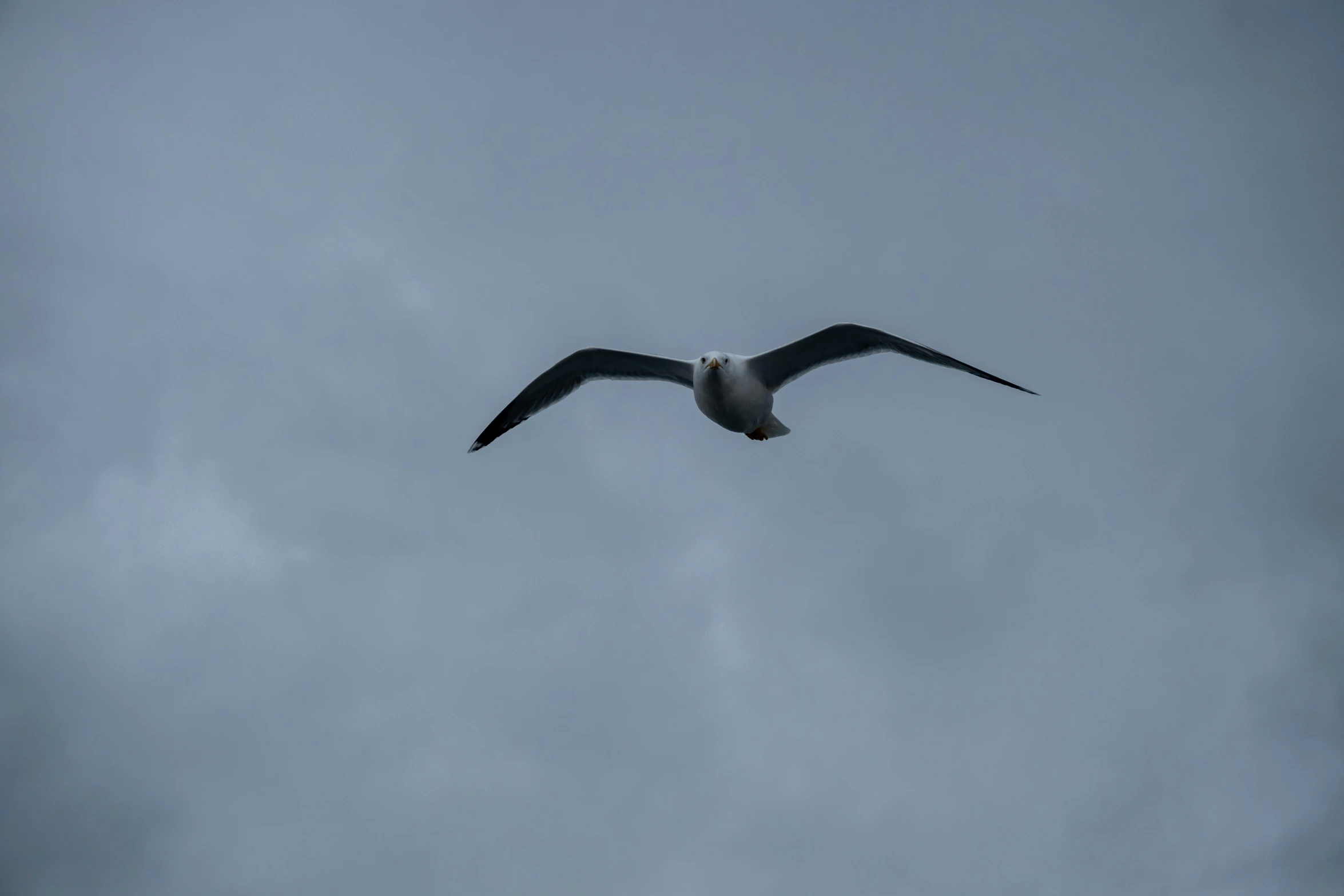 a black and white bird flying high up in the sky