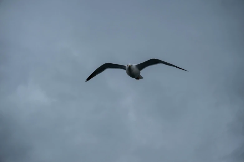 a black and white bird flying high up in the sky
