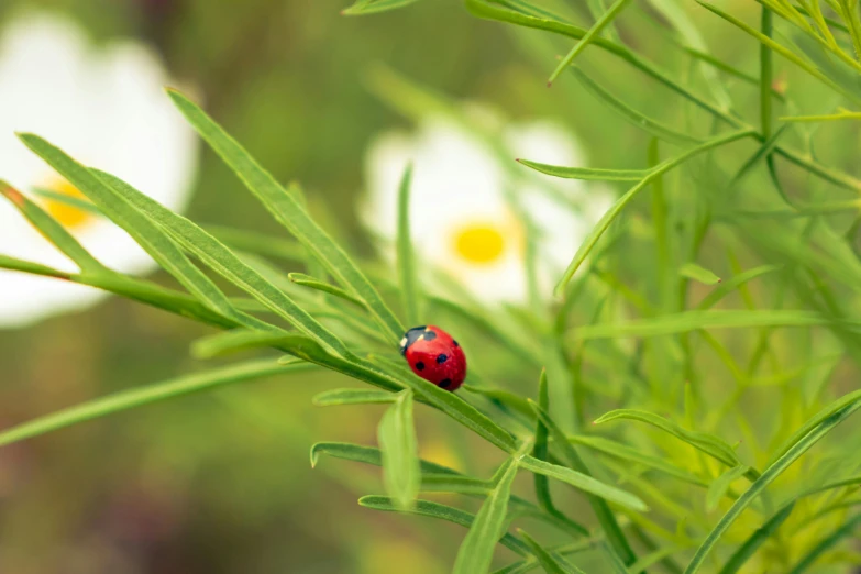 a ladybug on the leaves of a green plant