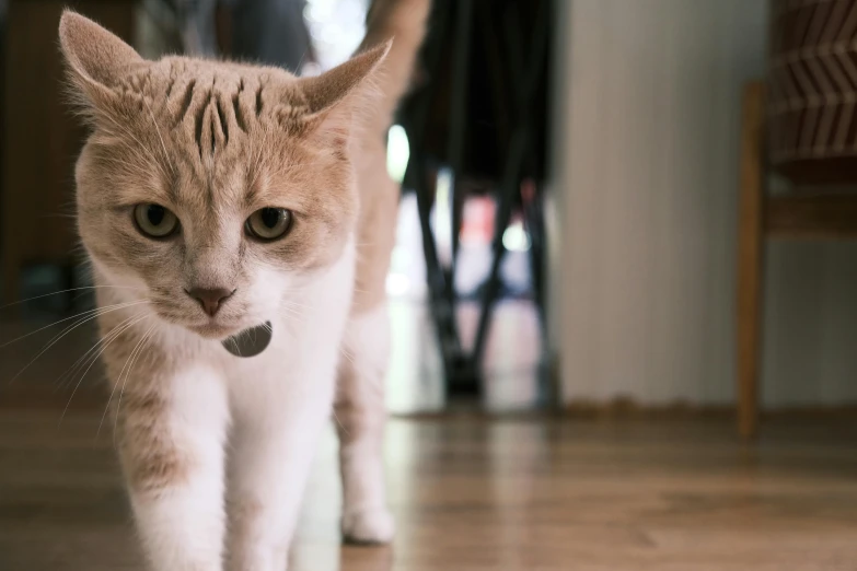 a white cat with brown stripes has a long, black tail