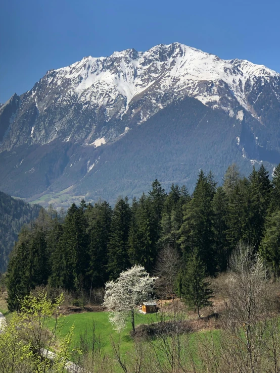 a mountain covered in snow surrounded by trees