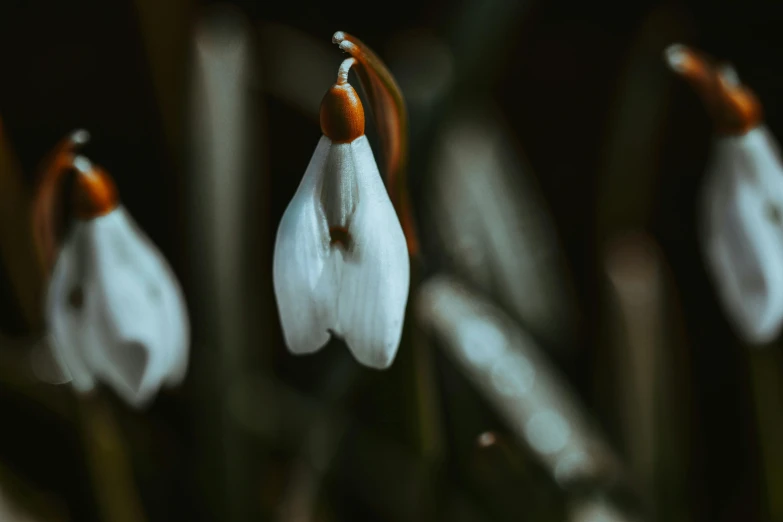 a white flower with orange stamen near other flowers