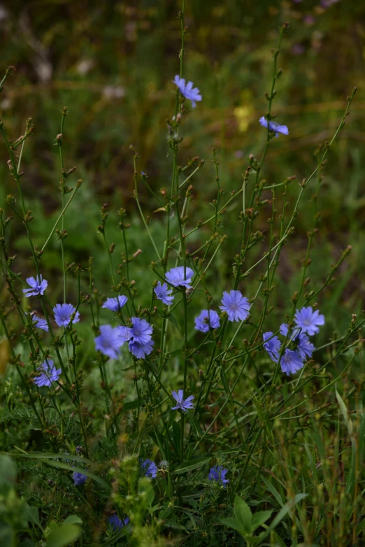 a couple of little blue flowers growing in a grass field