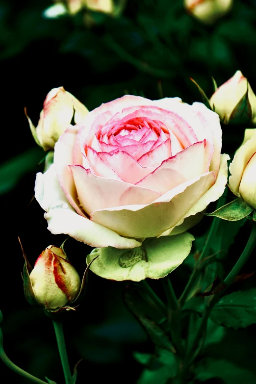 some pink flowers that are standing on some green leaves