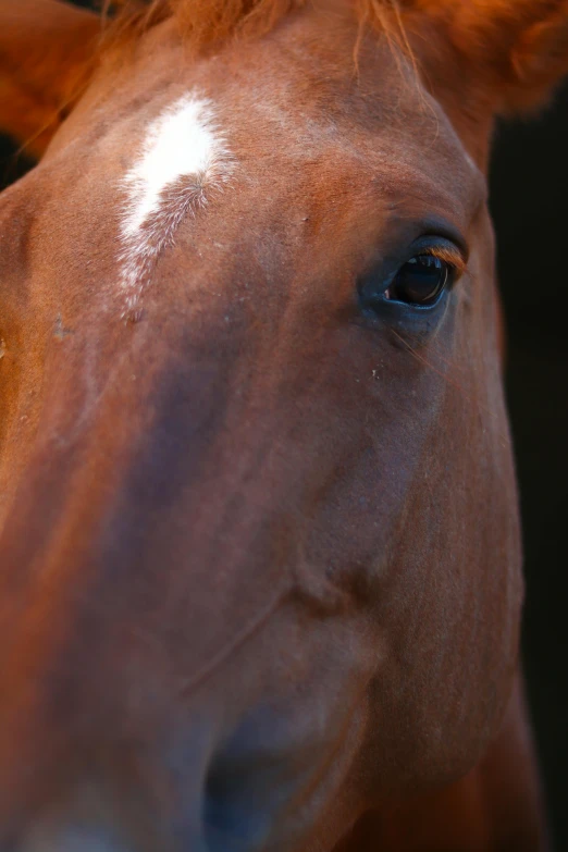 an orange and white horse with a blurry background