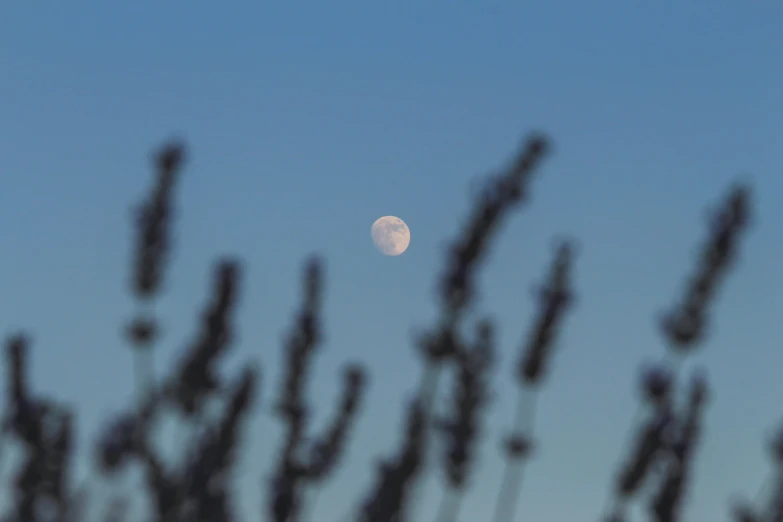 the moon is shown in the sky as a bush stands out against it