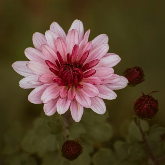 a big pink flower with very large red centers