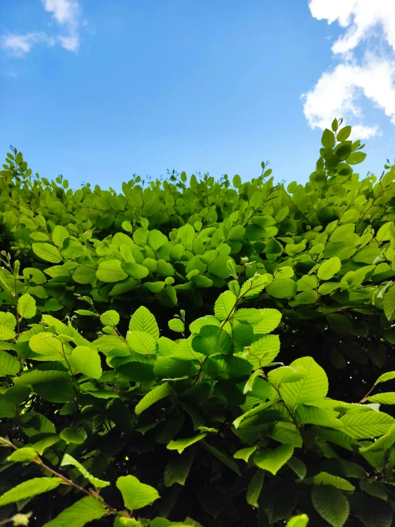 the bright green leaves on a tree in the sunshine