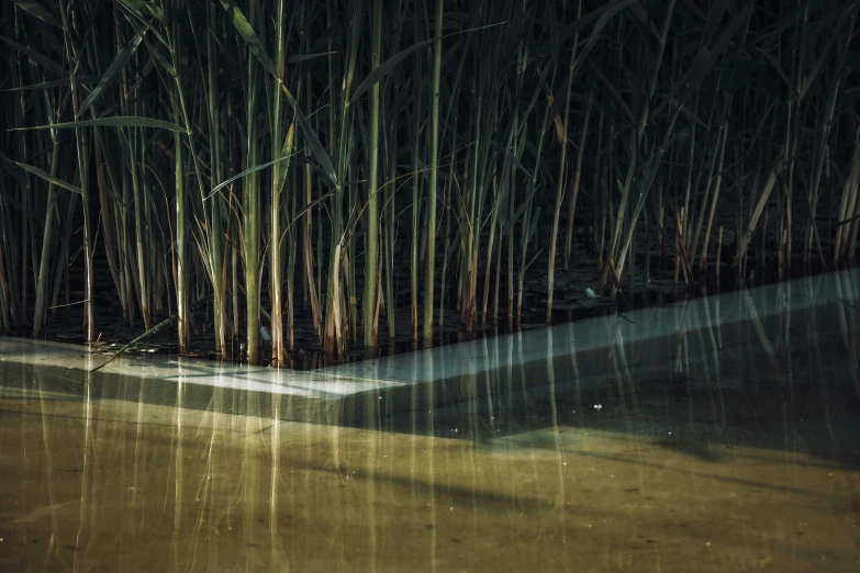 water is seen near a bamboo tree at night